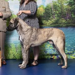 Pan - Anatolian Shepherd Dog