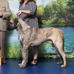 Pan - Anatolian Shepherd Dog