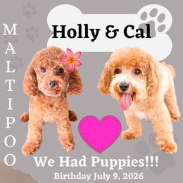 Maltipoo puppies from Toy Poodle & Maltipoo Maui