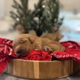 Kovu - Red Collar - Apricot male Goldendoodle puppy in Arlington, Washington from Anderson Goldendoodles