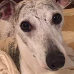 Whippets from LeMax Kennels