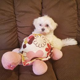 Maltipoos and Poodles from Precious Pups