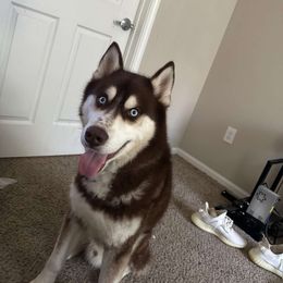 Chaos - Siberian Husky