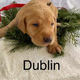 Dublin - Yellow male Labrador Retriever puppy in Mineral, Virginia from Canine Assist