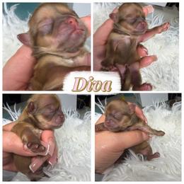 Diva - Liver female Shih Tzu puppy in Colorado Springs, Colorado from Shih Tzu’s  ‘N’ Love