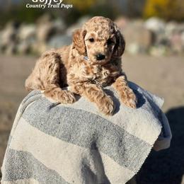Goldendoodle and Poodle Puppies from Country Trail Pups
