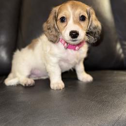 Teekah - Piebald female Dachshund puppy in Ceres, California from Rockin' M’s LilBitty Dachshunds (LBD)