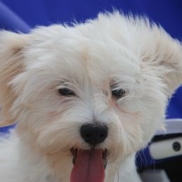 Havanese Puppies from Selah Havanese