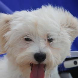 Havanese Puppies from Selah Havanese