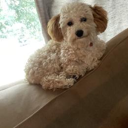Poodle Puppies from Singing Sands Poodles