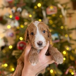 Miss Mauve - Apricot female Goldendoodle puppy in Athens, Georgia from Moore Goldendoodles