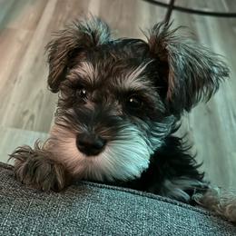 Legend - Miniature Schnauzer