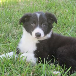 Border Collie Puppies from MoonStar Farm