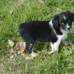 Australian Shepherd Puppies from Mott Ranch - Blazin' Sun Aussies