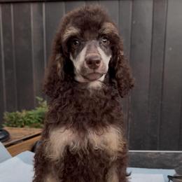 Aurora - Phantom female Poodle puppy in Corona, California from Garden Of Poodles