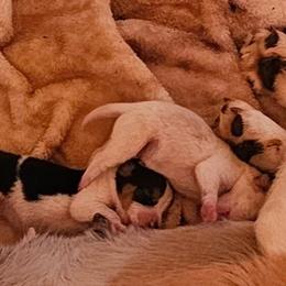 Tri-colored male - Black tan and white male Beagle puppy in Knoxville, Tennessee from River Valley Hounds