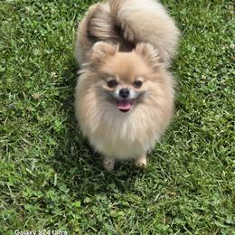 Ivy - Pomeranian