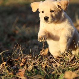 Golden Retriever Puppies from Golden Barnes Kennel