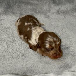 Choc dapple - Dapple male Dachshund puppy in Gainesville, Texas from Diamond B Doxies