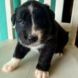 Bronco - Black & white female Miniature Australian Shepherd puppy in Lowgap, North Carolina from Ramblin’ Rose Mini's