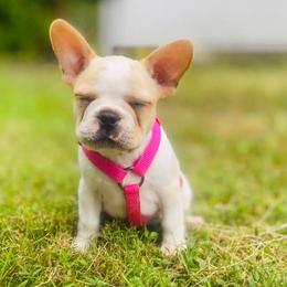 French Bulldogs from First Loved French Bulldogs