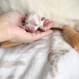 Shine - White male Maltese puppy in Mc Kinney, Texas from Made to Love Maltese LLC