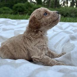 Sienna - Apricot female Cavapoo puppy in Gap, Pennsylvania from Luxe Cavapoo LLC