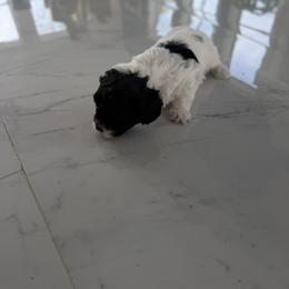 Universe - Black and white female Shichon puppy in Clarksville, Tennessee from Harrison Farm Teddy Bears