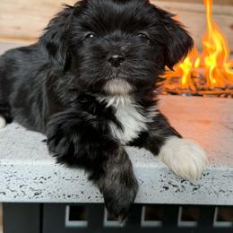 Girl 5 - Black and tan female Lhasa Apso puppy in Middleburgh, New York from Top Knotch