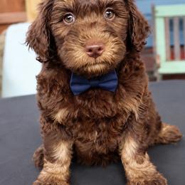 Fudgemallow - Tri-color male Bernedoodle puppy in Ohio from Moore Doodles