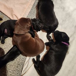 Boy 1 - Labrador Retriever puppy from Peak Performance Labradors