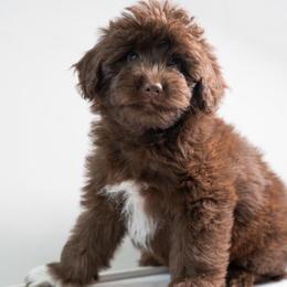 Bob - Brown and white male Aussiedoodle puppy in Jackson, Tennessee from Dinah Doodles and Aussies