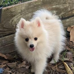 Elsie-1500-toy - White female Pomsky puppy in Spring Hill, Florida from www.PuppyTimeEmporium.com