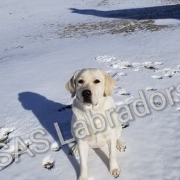 Lucy - Labrador Retriever