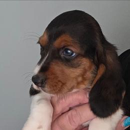 Basset Hound - Black white and brown female Basset Hound puppy in Lexington, Kentucky from Hound Ridge Meadows