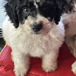 Dash - Tri-color male Bernedoodle puppy in Aubrey, Texas from Four Willows Farm