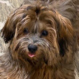 Wookie - Havanese