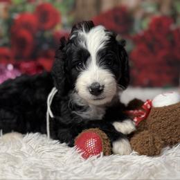 Everest, White Collar - Black and white male Bernedoodle puppy in Lake Panasoffkee, Florida from Donnas Deluxe Doodles LLC