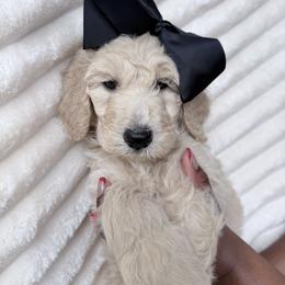 Gray Collar Girl - Cream female Goldendoodle puppy in Knoxville, Tennessee from Niya’s Doodles