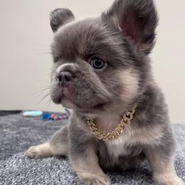 Maui - Tricolors male French Bulldog puppy in Lynchburg, Ohio from Pennington Family Frenchies