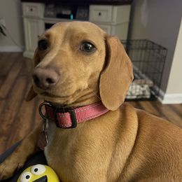 Piper - Dachshund