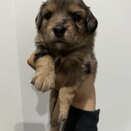 Aussiedoodle and Goldendoodle Puppies from Golden Farm