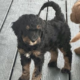 Boy 3 - male Bernedoodle puppy in Washougal, Washington from Sandy Creek Bernedoodles