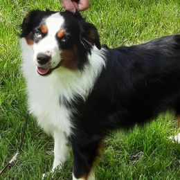 Sparkle - Miniature American Shepherd