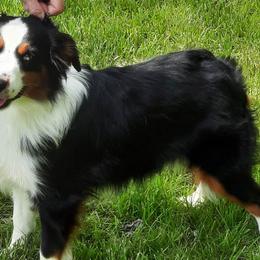 Sparkle - Miniature American Shepherd