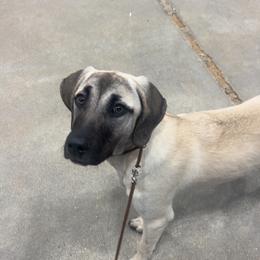 Olivia - Black Mouth Cur