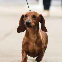 Dachshunds from Tudorglen Dachshunds