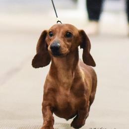 Dachshunds from Tudorglen Dachshunds