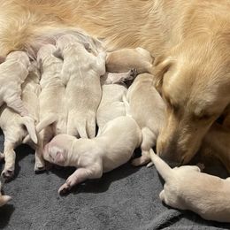 Boy 4 - Light golden male Golden Retriever puppy in Anaheim, California from Prim's Golden Retrievers