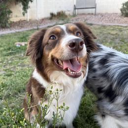 Uh-Oh - Miniature American Shepherd